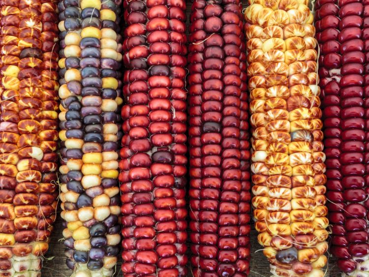 various corn