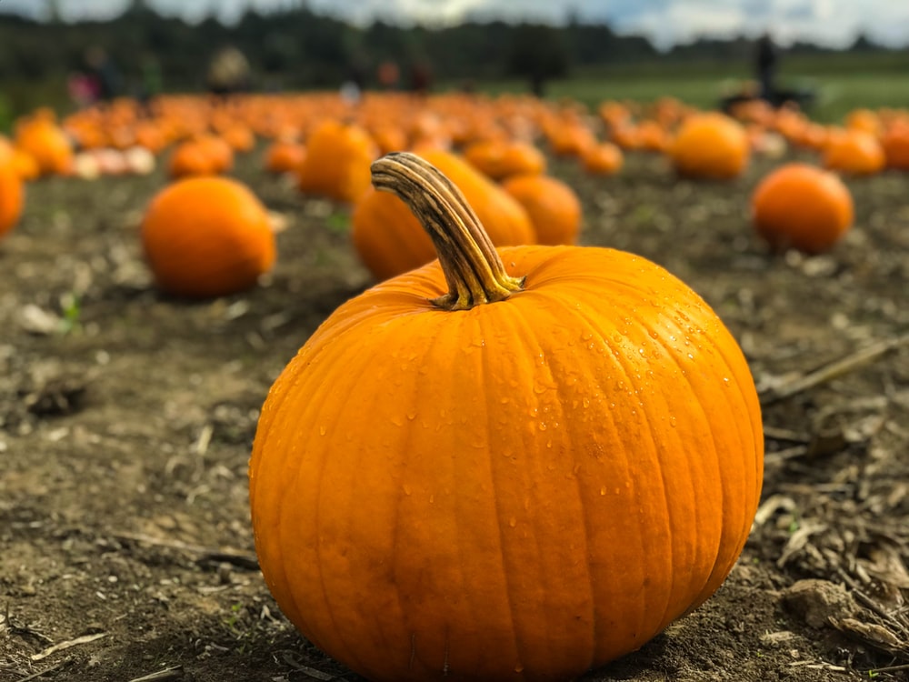 Three tasty pumpkin recipes