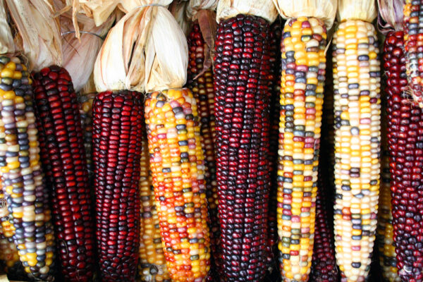 Indian corn