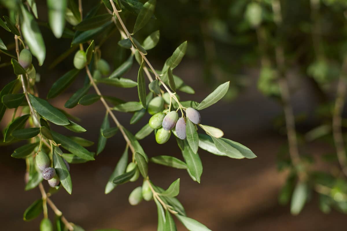 close up photo of olives on a branch