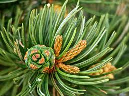 Pinon Pine needles 