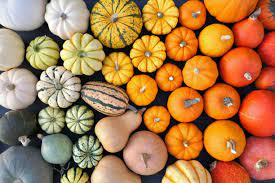 Photo of variety of squash in various colors
